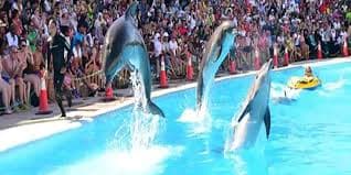 Dolphinarium in Sharm el Sheikh - amazing dolphin show!